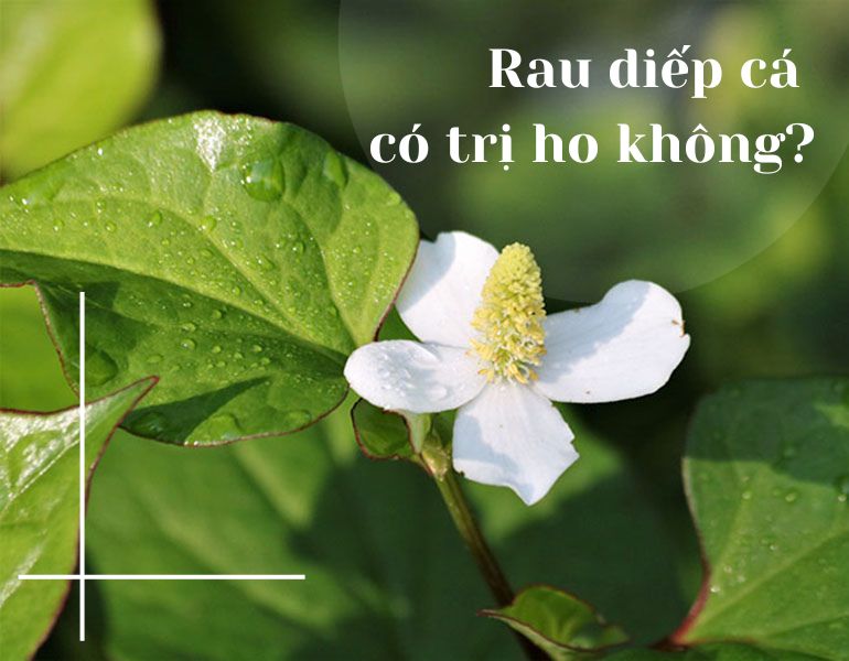 Rau diếp cá có trị ho không?