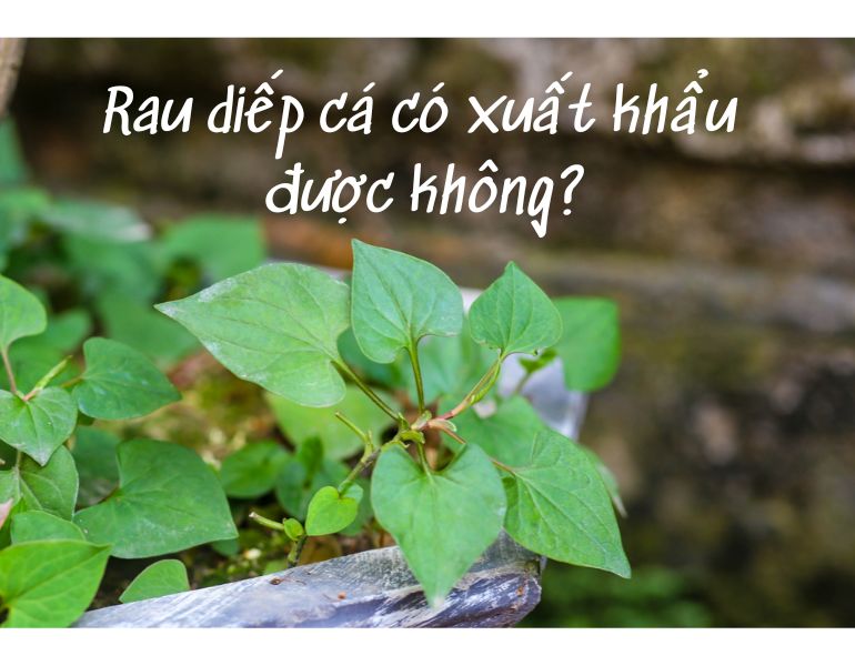 Rau diếp cá có xuất khẩu được không?