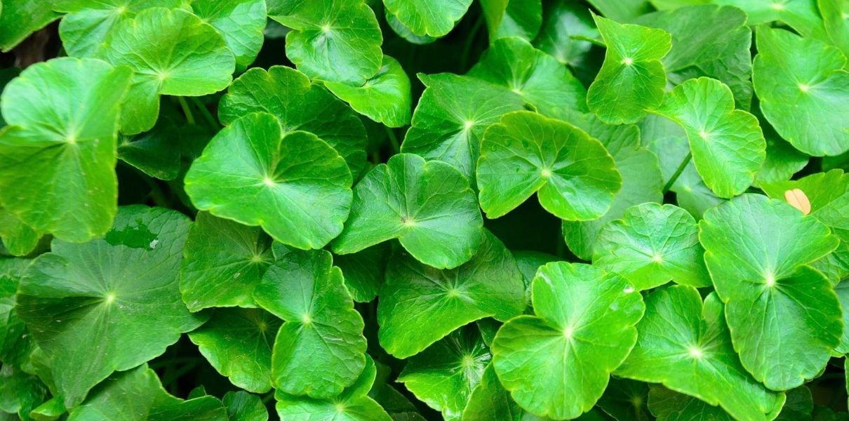 Rau má (Centella asiatica): Đặc điểm, thành phần và công dụng