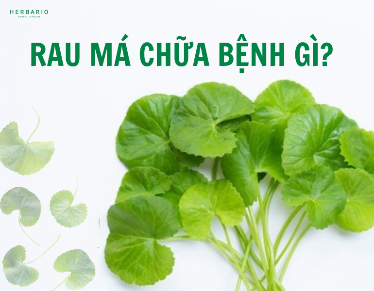 Rau má chữa bệnh gì?