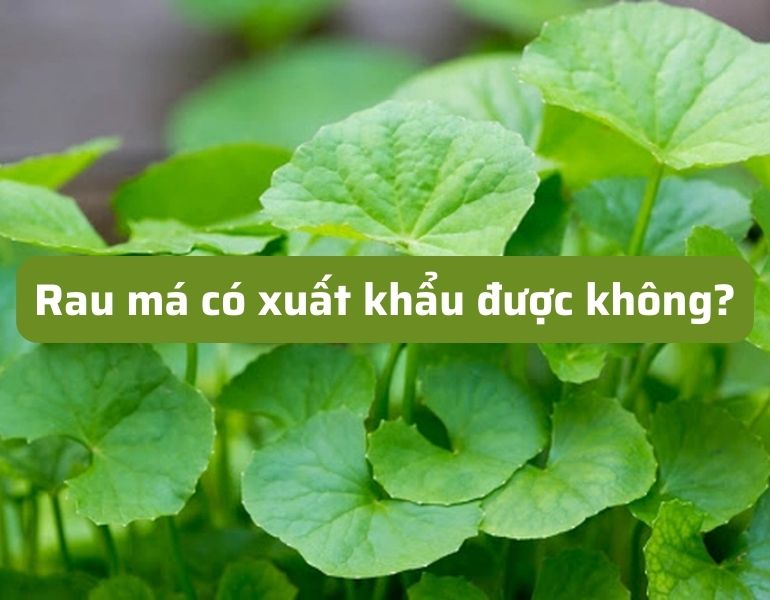 Rau má có xuất khẩu được không?