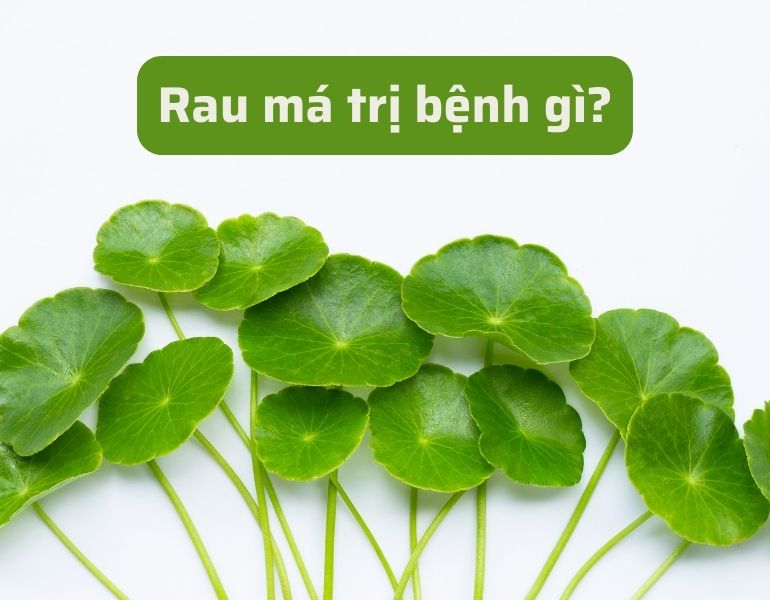 Rau má trị bệnh gì? Các bài thuốc từ rau má