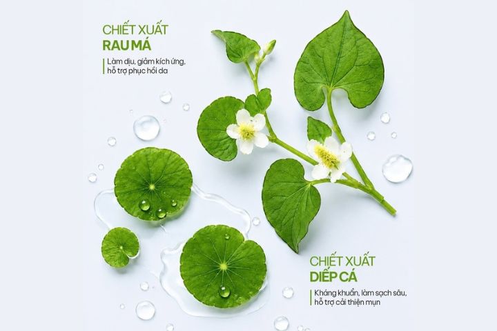 Rau má và diếp cá: Từ thành phần đến công dụng chăm sóc da