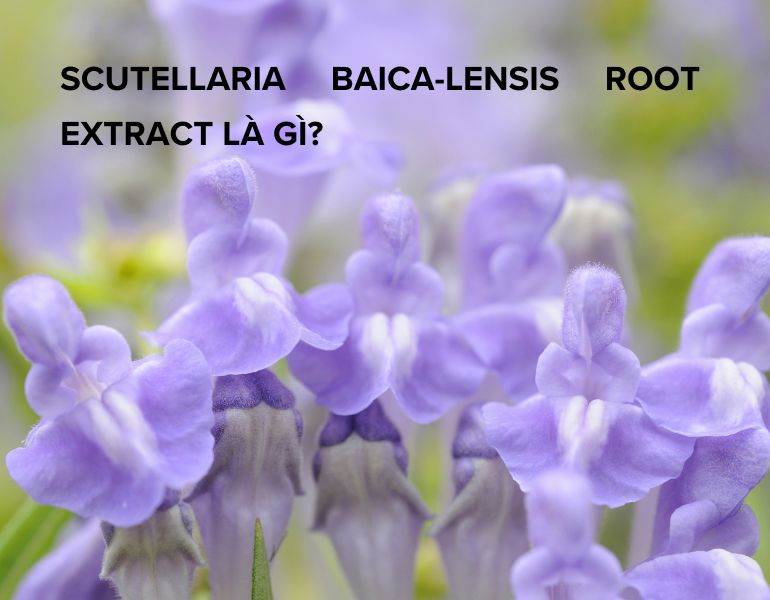 Scutellaria baica-lensis root extract là gì? Có công dụng gì trong mỹ phẩm?