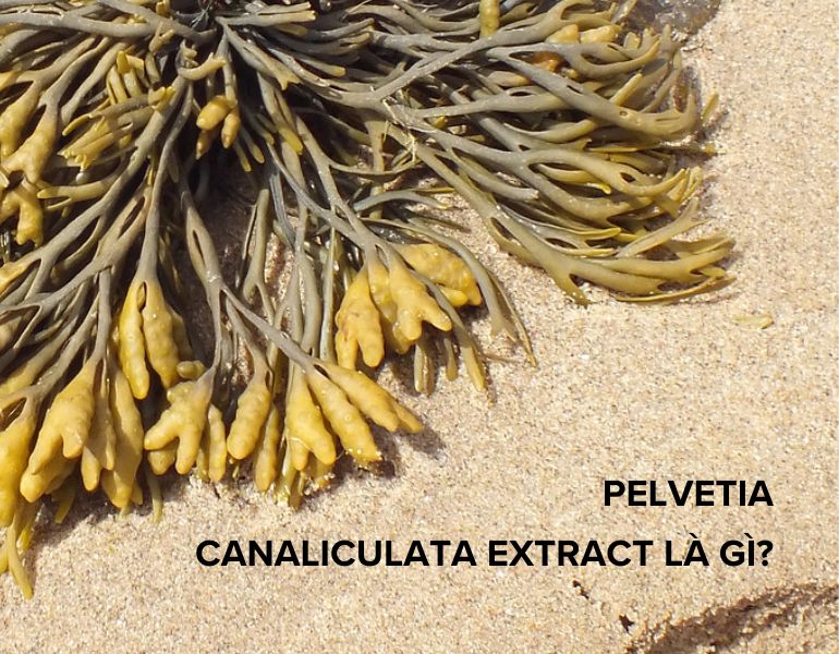 Thành phần pelvetia canaliculata extract trong mỹ phẩm có công dụng gì?