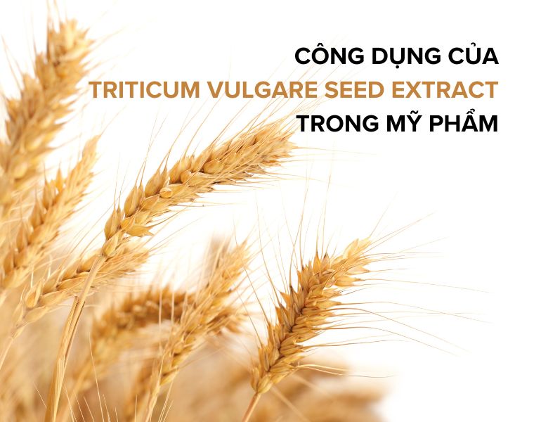 Thành phần triticum vulgare seed extract trong mỹ phẩm có công dụng gì?