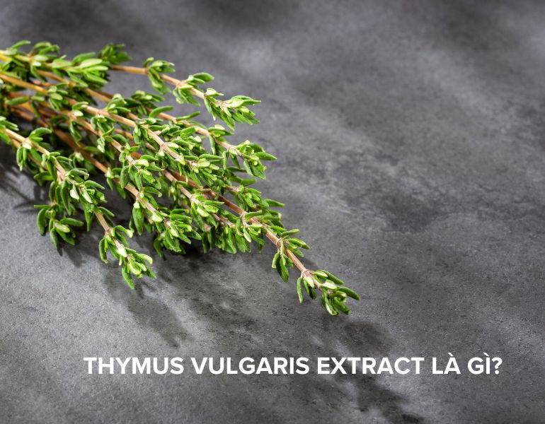 Thymus Vulgaris Extract là gì? Tìm hiểu về công dụng của Thymus Vulgaris Extract trong mỹ phẩm