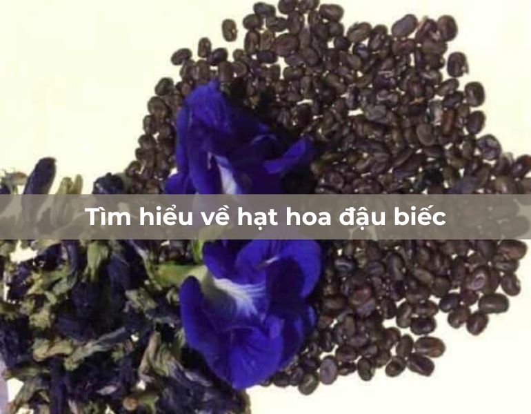 Tìm hiểu về hạt hoa đậu biếc