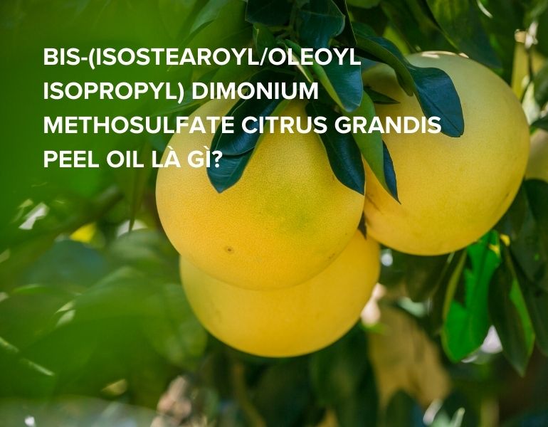 Tìm hiểu về thành phần bis-(isostearoyl/oleoyl Isopropyl) dimonium methosulfate citrus grandis peel oil