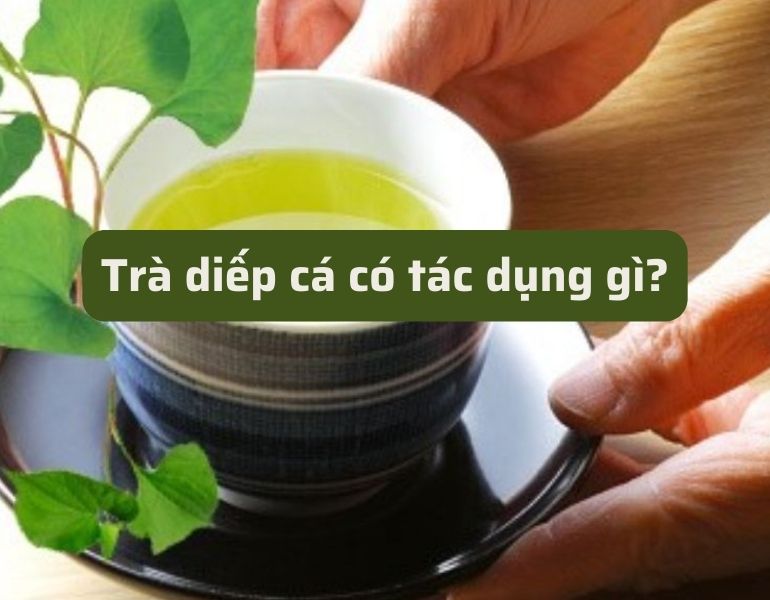 Trà diếp cá có tác dụng gì?