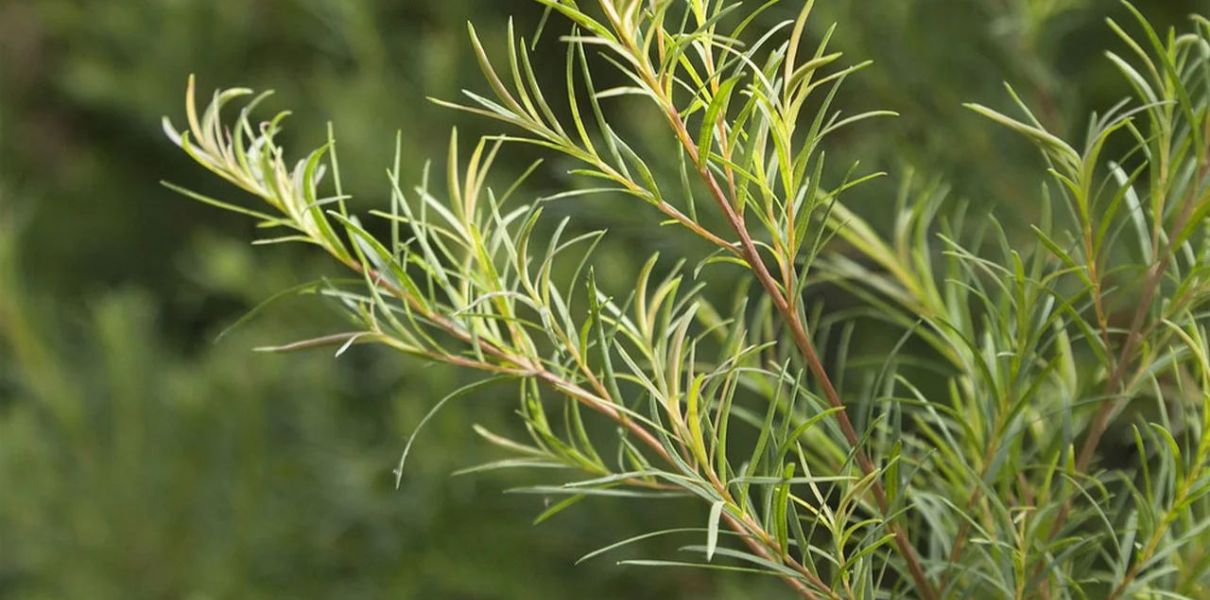 Tràm trà (Melaleuca alternifolia): Đặc điểm, thành phần và công dụng