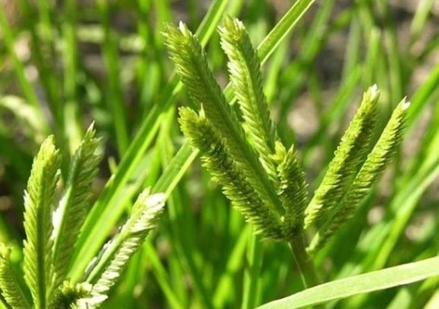 Cỏ Mần Trầu