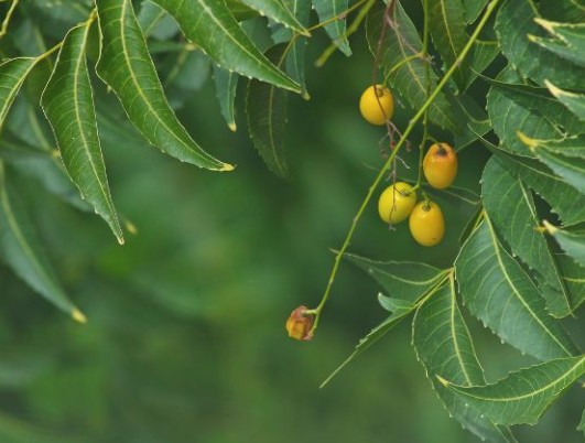 Lá Neem